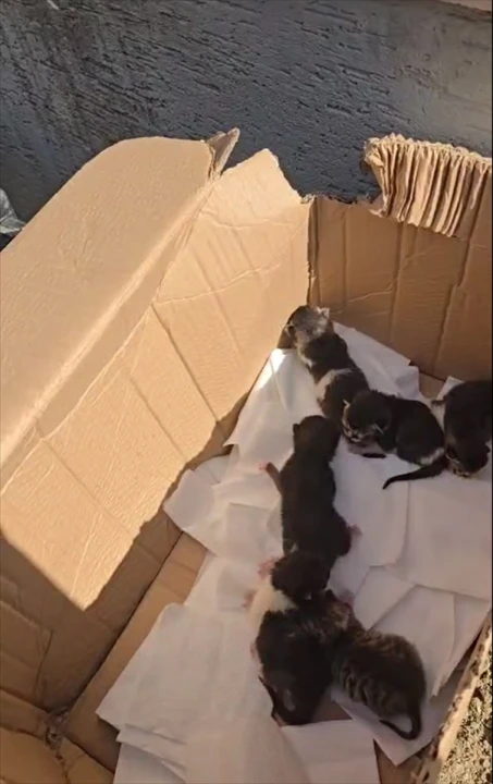 Silivri'de Cipin Motorunda Doğan Yavru Kedilere Mucize Ulaşım