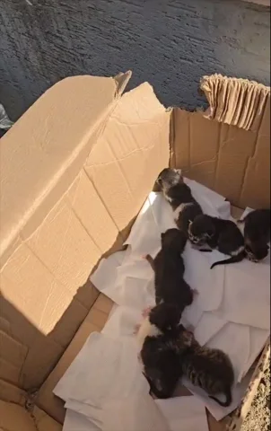 Silivri'de Cipin Motorunda Doğan Yavru Kedilere Mucize Ulaşı...