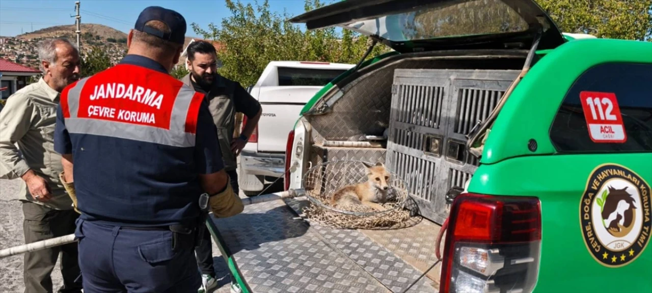Yozgat'ta Yaralı Tilkinin Dramı Şaşırtıyor