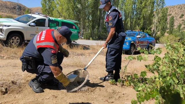 Yozgat'ta Yaralı Tilkinin Dramı Şaşırtıyor