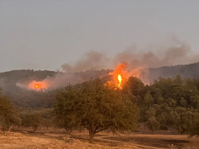 Milas'ta Orman Yangını: Söndürme Çalışmaları Yoğunlaşıyor