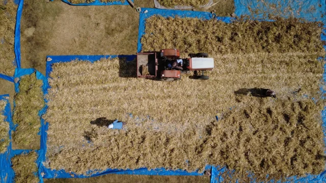 Doğal Yöntemlerle Yetişen Demirci Kuru Fasulyesi Sofraları Şenlendiriyor