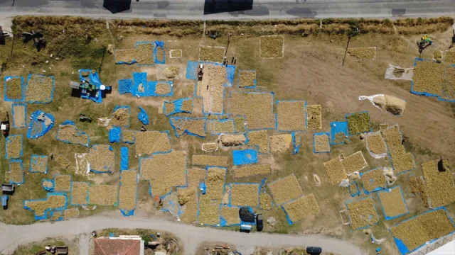 Doğal Yöntemlerle Yetişen Demirci Kuru Fasulyesi Sofraları Şenlendiriyor