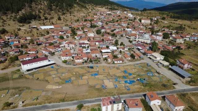 Doğal Yöntemlerle Yetişen Demirci Kuru Fasulyesi Sofraları Şenlendiriyor