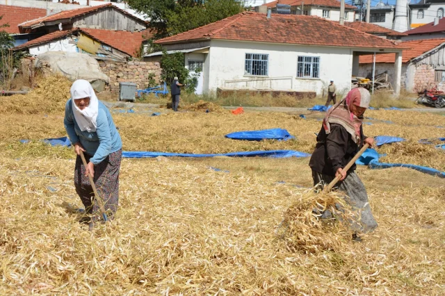 Doğal Yöntemlerle Yetişen Demirci Kuru Fasulyesi Sofraları Şenlendiriyor
