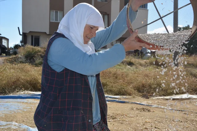 Doğal Yöntemlerle Yetişen Demirci Kuru Fasulyesi Sofraları Şenlendiriyor