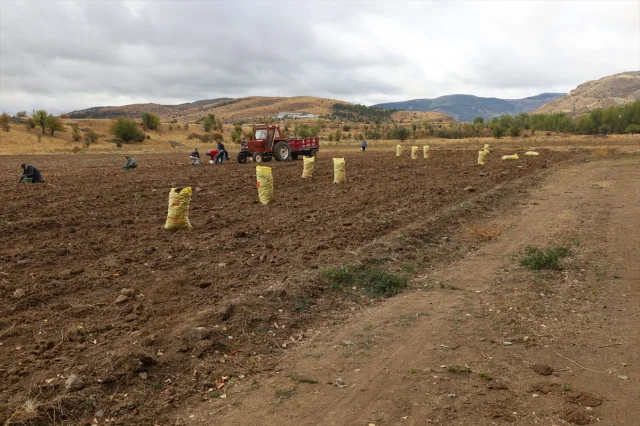 Çankırı'da Atıl Alanlar Patatesle Şenleniyor