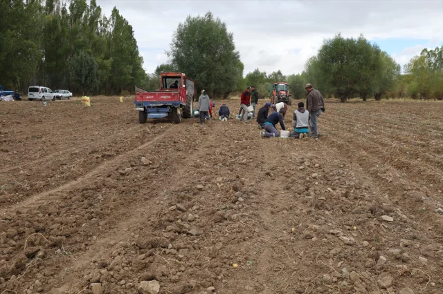 Çankırı'da Atıl Alanlar Patatesle Şenleniyor