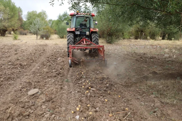 Çankırı'da Atıl Alanlar Patatesle Şenleniyor