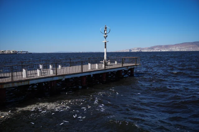 İzmir Körfezi'nde Balık Ölümleri Alarm Veriyor