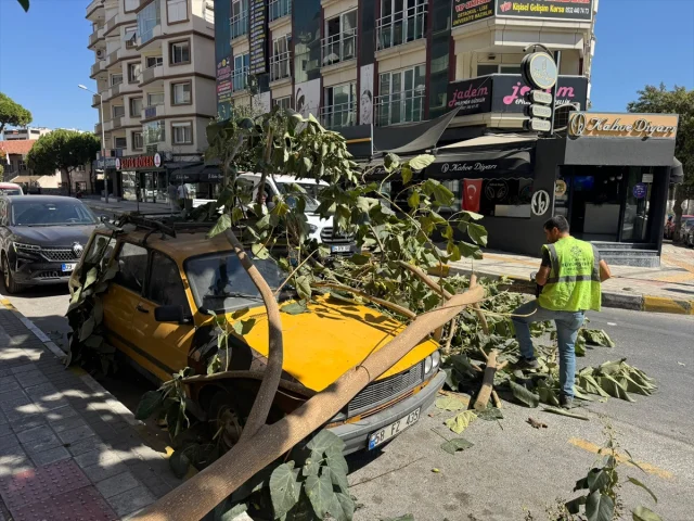 Aydın'da Ağaç Şoku İzleyeni Hayrete Düşürdü