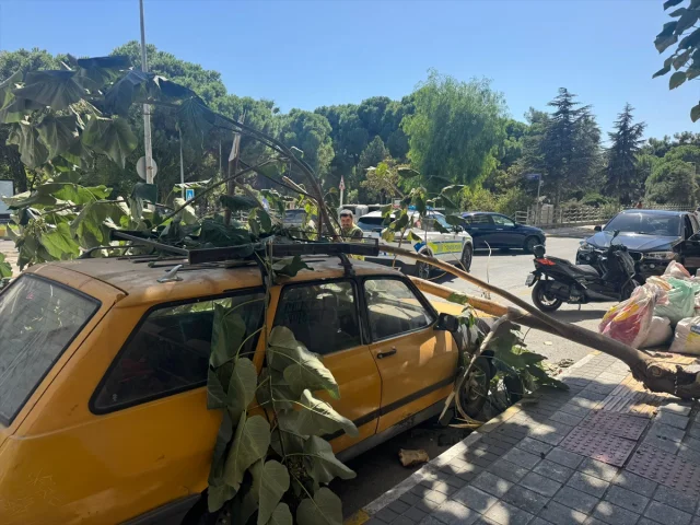 Aydın'da Ağaç Şoku İzleyeni Hayrete Düşürdü