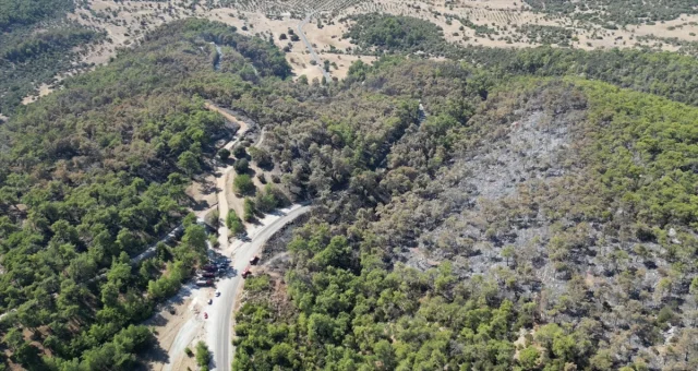 Milas'ta Orman Yangını Büyüyor: Havadan ve Karadan Müdahale Devam Ediyor