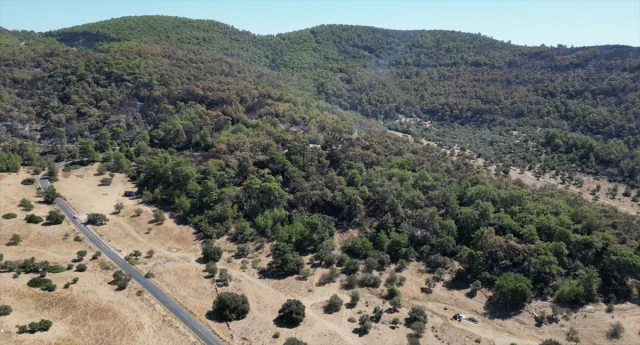 Milas'ta Orman Yangını Büyüyor: Havadan ve Karadan Müdahale Devam Ediyor