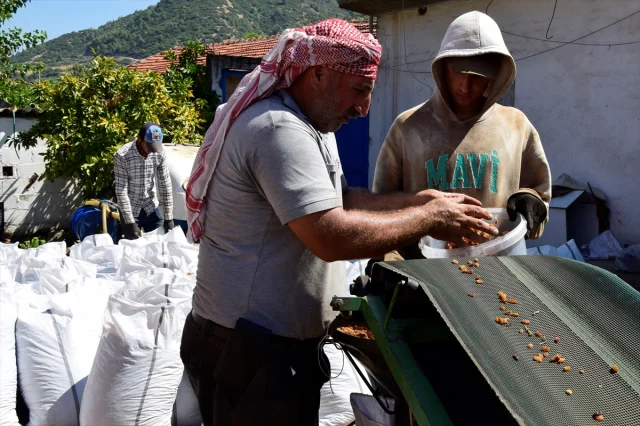 Türkiye'nin Kuru Üzüm İhracatında Tarihi Gelir Rekoru