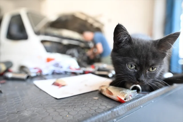 Tamirhanede Başlayan Sıcak Bir Dostluk: Motor Kısmından Çıkan Kedinin Yeni Yuvası