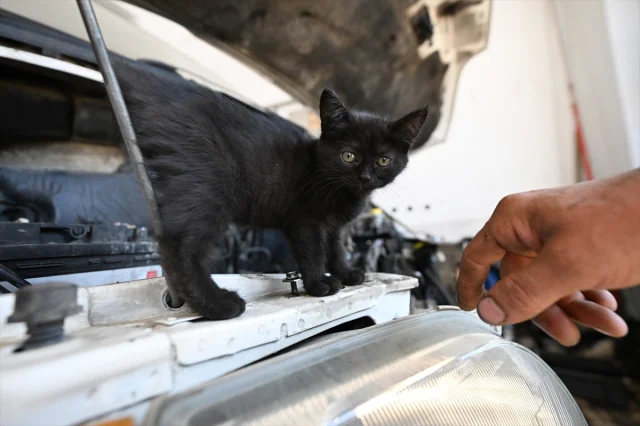 Tamirhanede Başlayan Sıcak Bir Dostluk: Motor Kısmından Çıkan Kedinin Yeni Yuvası