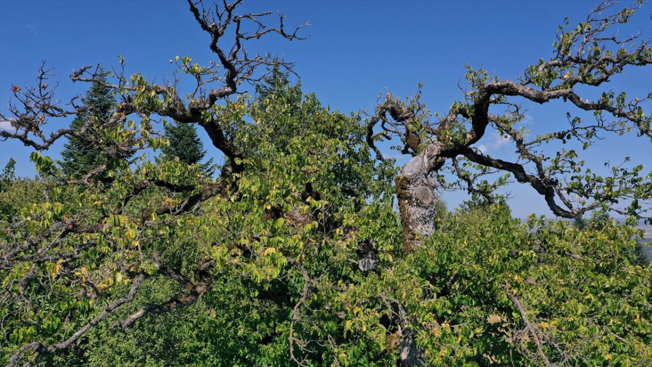 Kastamonu'da Yüzyıllardır Meyve Veren Gizemli Fındık Ağaçları