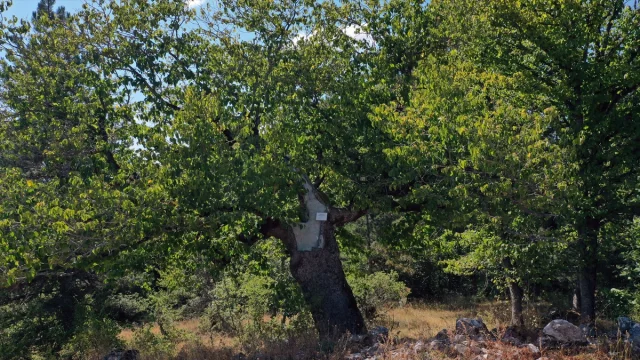 Kastamonu'da Yüzyıllardır Meyve Veren Gizemli Fındık Ağaçları