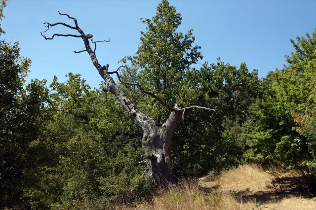 Kastamonu'da Yüzyıllardır Meyve Veren Gizemli Fındık Ağaçları