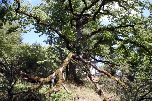 Kastamonu'da Yüzyıllardır Meyve Veren Gizemli Fındık Ağaçları