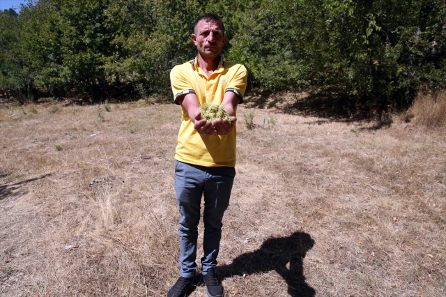 Kastamonu'da Yüzyıllardır Meyve Veren Gizemli Fındık Ağaçları