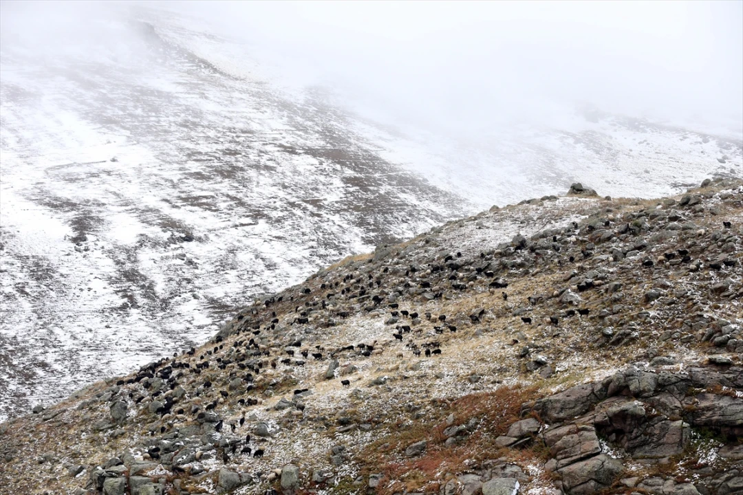 Ardahan'da Kar Sürprizi Küçükbaş Hayvan Sürülerini Zorladı