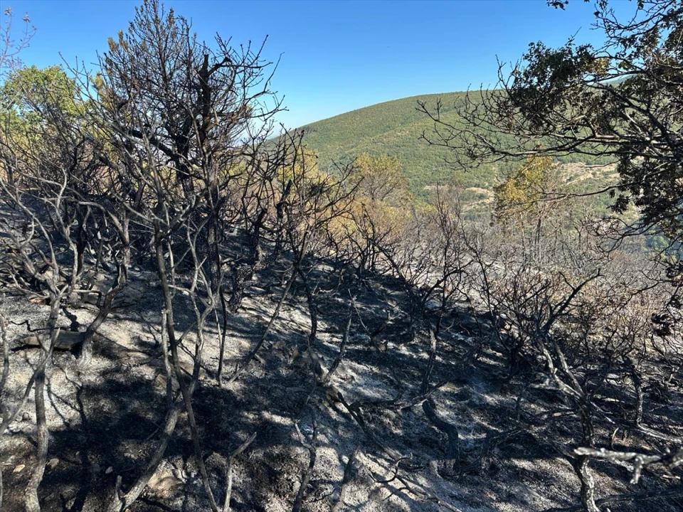 Akşehir'deki Orman Yangını Hızla Kontrol Altına Alındı