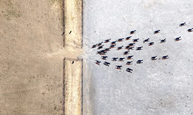 Safkan Arap Taylarının Satışında Büyüleyici Başarı