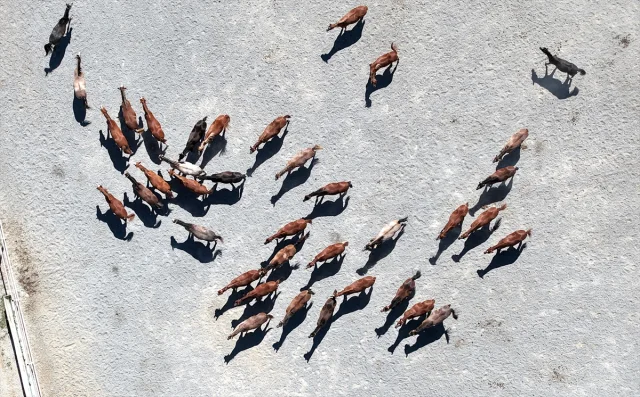 Safkan Arap Taylarının Satışında Büyüleyici Başarı