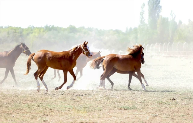 Safkan Arap Taylarının Satışında Büyüleyici Başarı