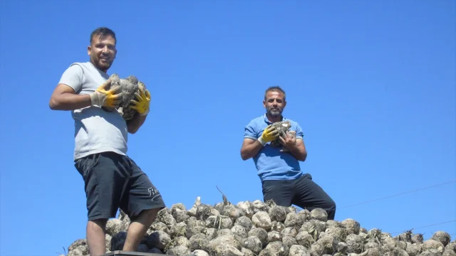Gaziantep'te Şeker Pancarı Hasadı Başladı Üreticiler Beklentiyi Aştı