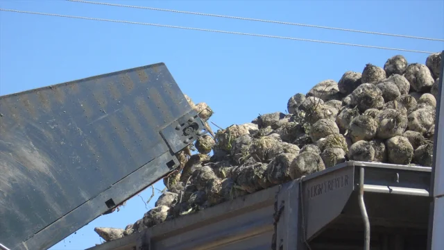 Gaziantep'te Şeker Pancarı Hasadı Başladı Üreticiler Beklentiyi Aştı