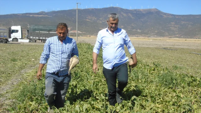 Gaziantep'te Şeker Pancarı Hasadı Başladı Üreticiler Beklentiyi Aştı