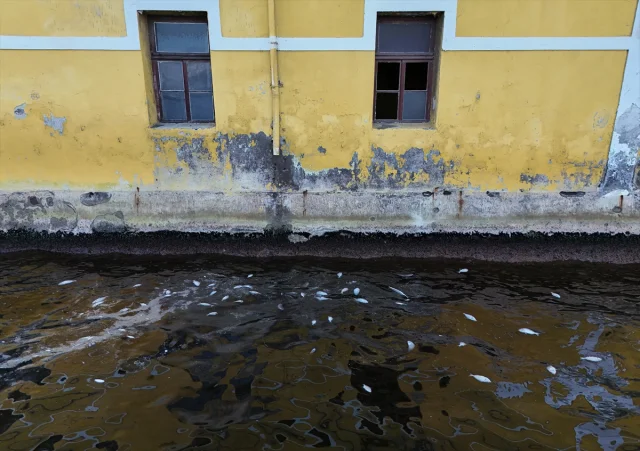 İzmir Körfezi Can Çekişiyor Balık Ölümleri Durmak Bilmiyor