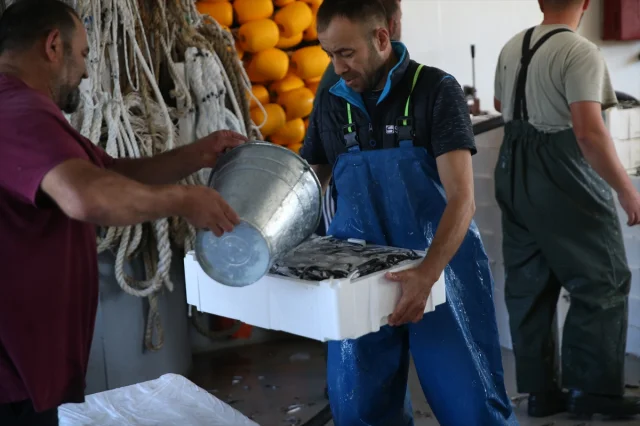 Ordu Sahillerinde Hamsi Bereketi Görenleri Hayrete Düşürdü