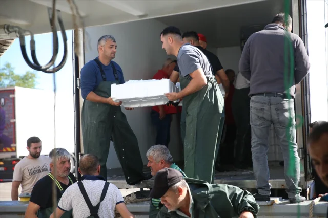 Ordu Sahillerinde Hamsi Bereketi Görenleri Hayrete Düşürdü