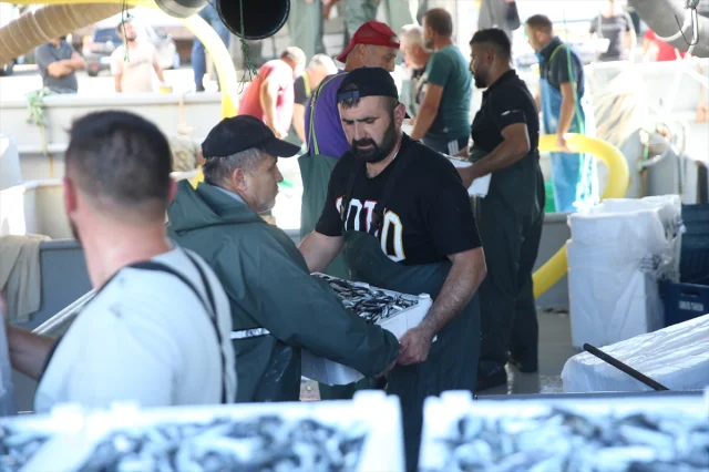 Ordu Sahillerinde Hamsi Bereketi Görenleri Hayrete Düşürdü