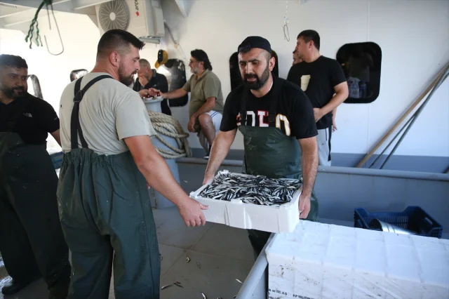 Ordu Sahillerinde Hamsi Bereketi Görenleri Hayrete Düşürdü