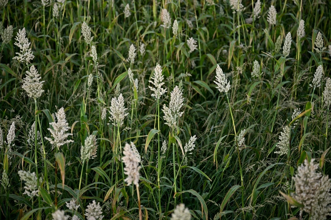Kahramanmaraş'ta Çiftçilerden Dronla Akdarı Savunması