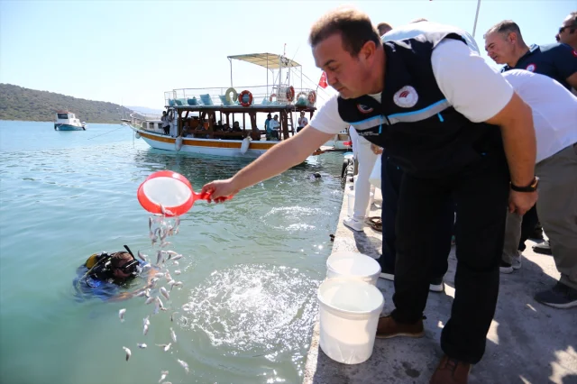 Muğla'da Heyecan Verici Etkinlik: Yüz Binlerce Balık Yavrusu Denize Kavuştu