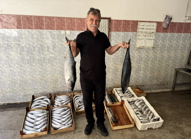 Sinop'ta Palamut Bereketi: Balıkçılar Geceden Bereketli Dönd...