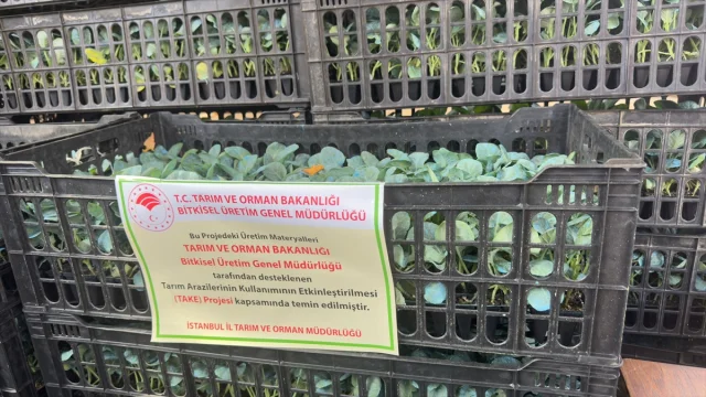 Sarıyer'de Çiftçiliğe Destek: 112 Bin Fide Dağıtıldı