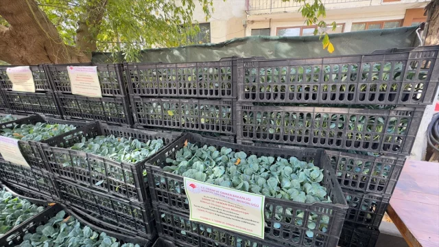 Sarıyer'de Çiftçiliğe Destek: 112 Bin Fide Dağıtıldı