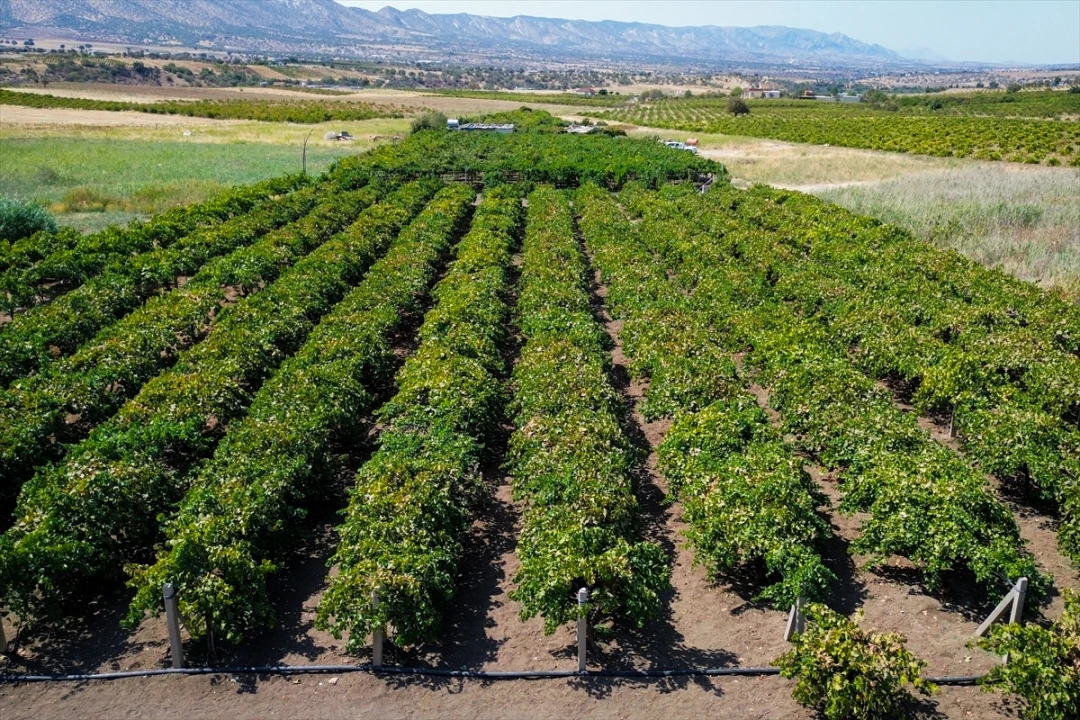 Duhok’ta Üzüm Yetiştiriciliği Modern Yöntemlerle Şekilleniyor