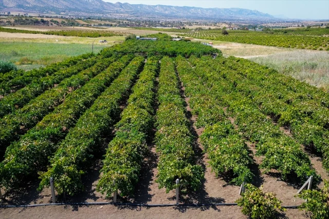 Duhok’ta Üzüm Yetiştiriciliği Modern Yöntemlerle Şekilleniyor