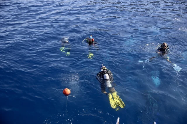 Altın Palet Türkiye Şampiyonası'nda Rekabet Kızışıyor: Fethi...