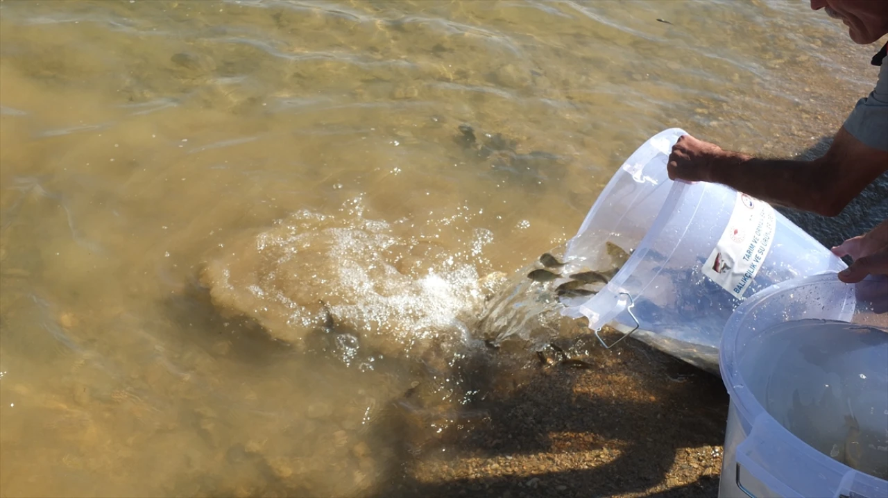 Elazığ'da Keban Barajı'nda Çarpıcı Hamle: 10 Bin Sazan Yavrusu Doğaya Bırakıldı