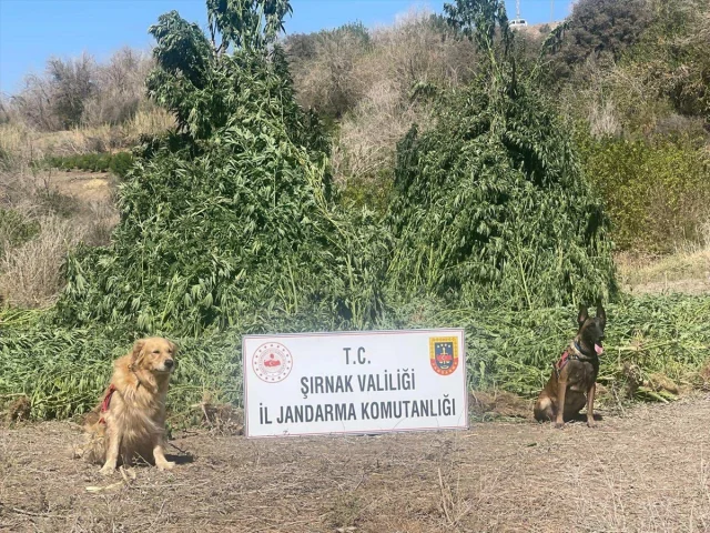 Cizre’de Nefes Kesici Uyuşturucu Operasyonu! Detaylar Şoke E...