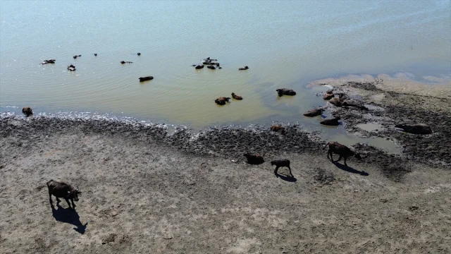 Kuş Cenneti'nde Mandalar: Kızılırmak Deltası'nda Hayat